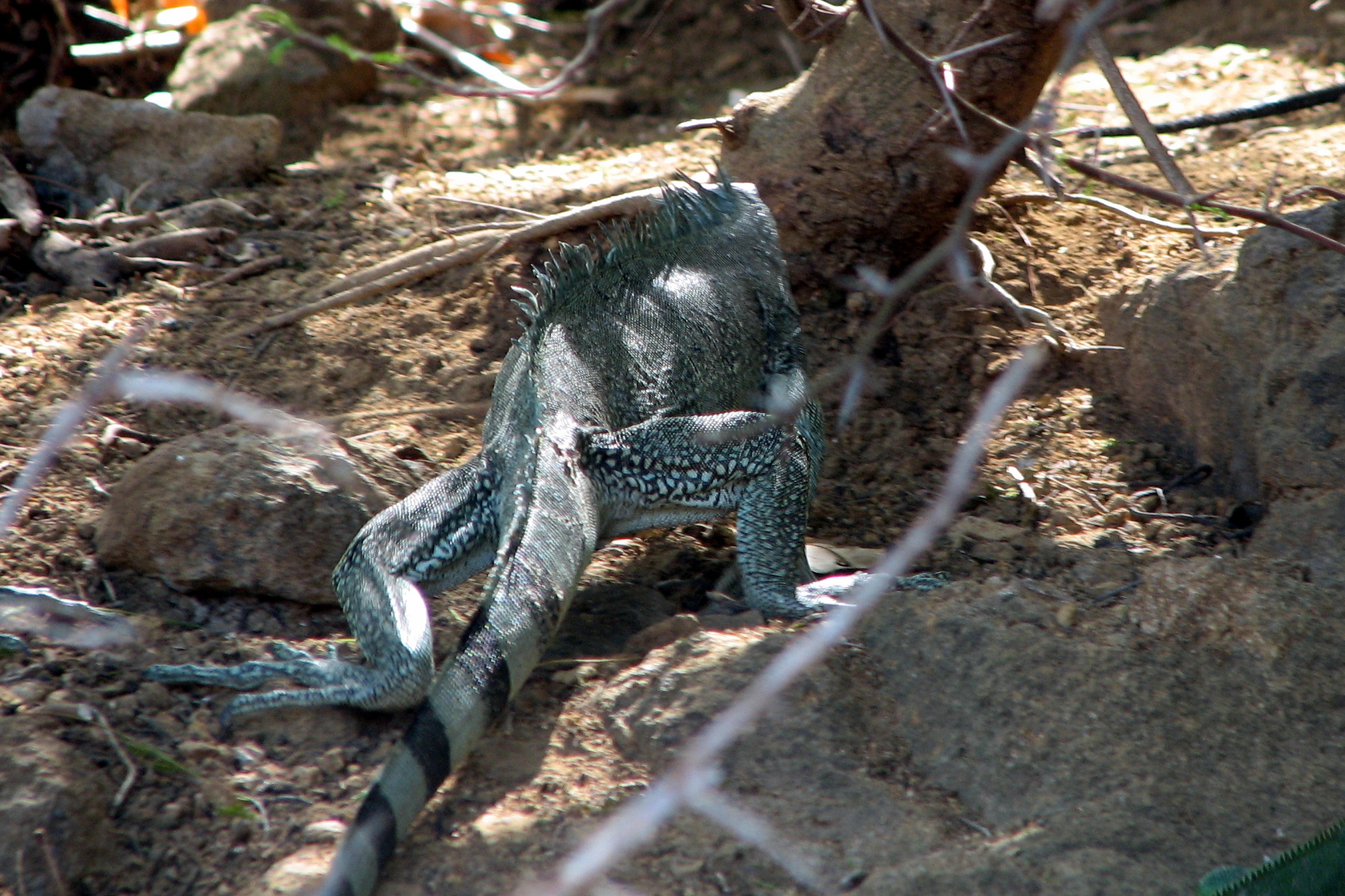 iguana-tropical-animals-saintes-antilles-pixtii-stock-images