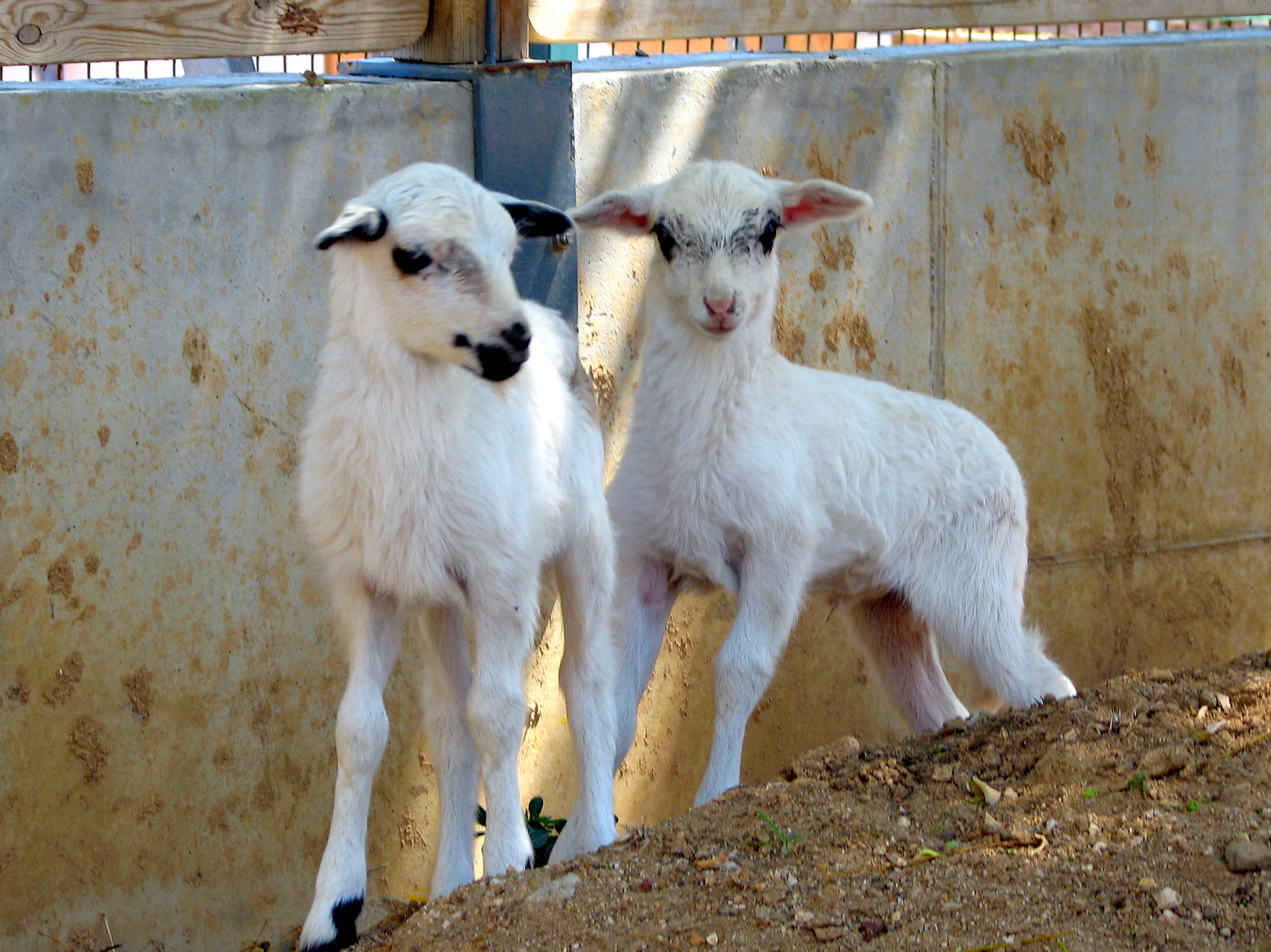 lambs-tropical-animals-saintes-antilles-pixtii-stock-images